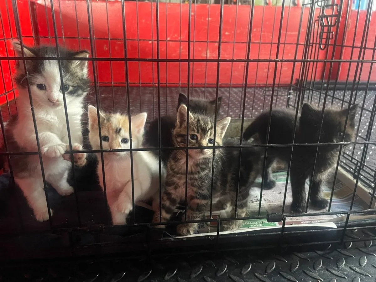Kittens FREE To Good Home - Image 3