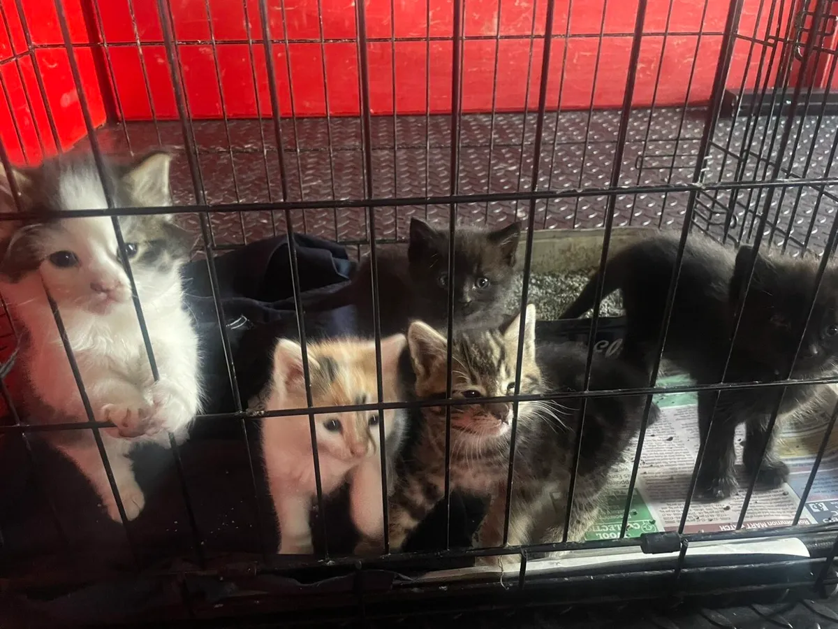 Kittens FREE To Good Home - Image 4