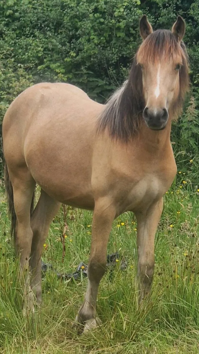 Dun Cob - Image 1