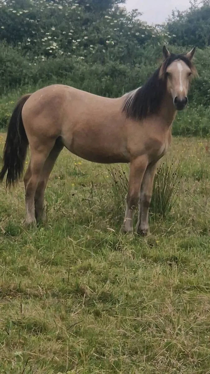 Dun Cob - Image 4