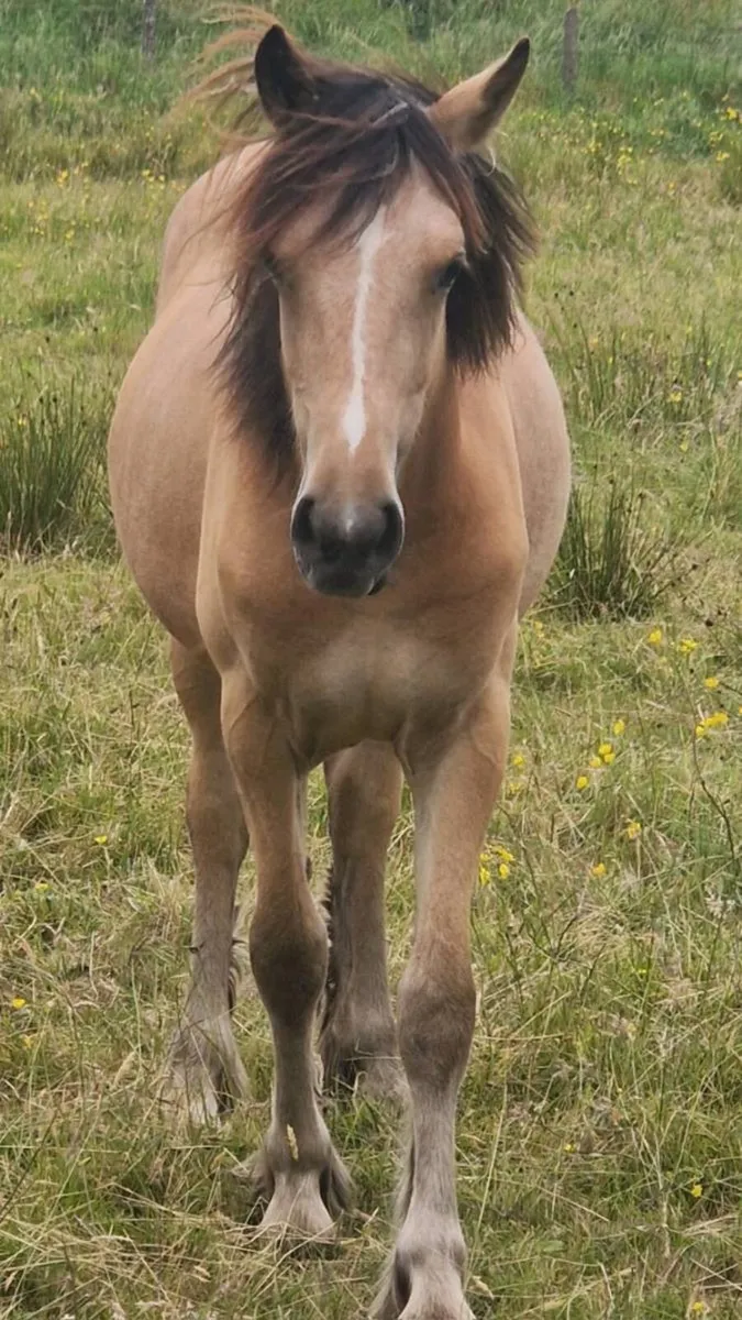 Dun Cob - Image 2