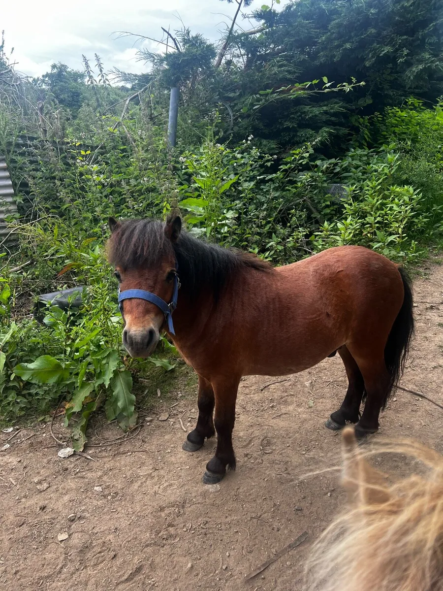 Shetland pony for stud - Image 1