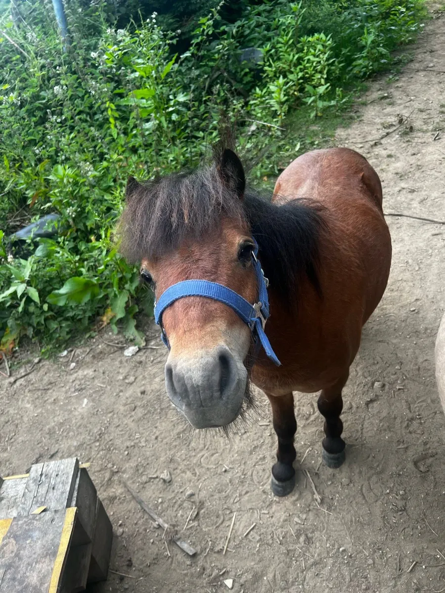 Shetland pony for stud - Image 2