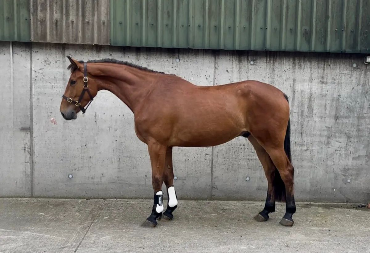 3 year old gelding - Image 1