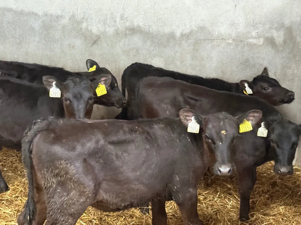 5 REARED ANGUS HEIFERS ( 3 MONTHS) - Image 2