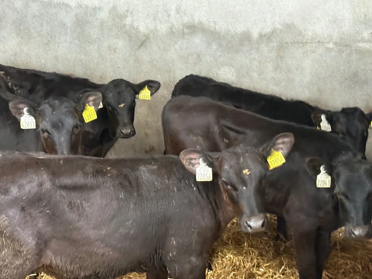 5 REARED ANGUS HEIFERS ( 3 MONTHS) - Image 3