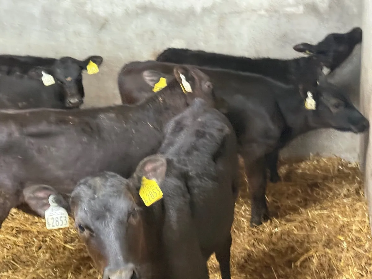 5 REARED ANGUS HEIFERS ( 3 MONTHS) - Image 4