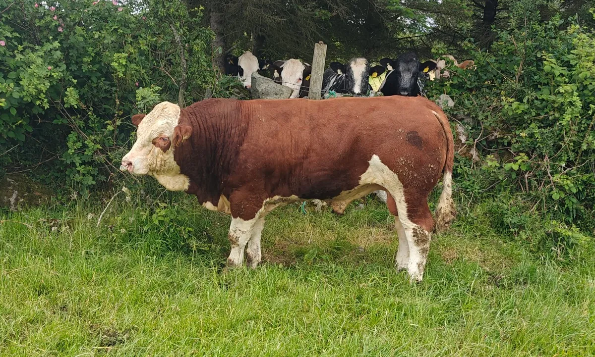 Simmental Bull - Image 4