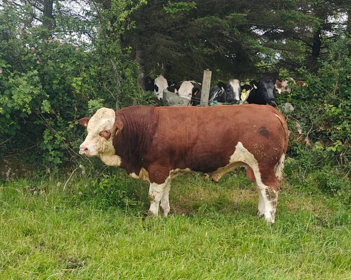 Simmental Bull - Image 2