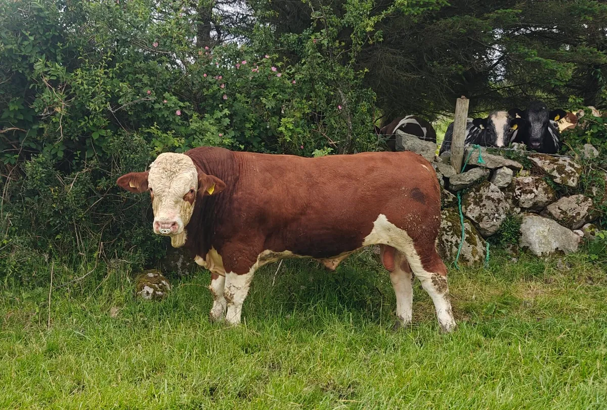 Simmental Bull - Image 3
