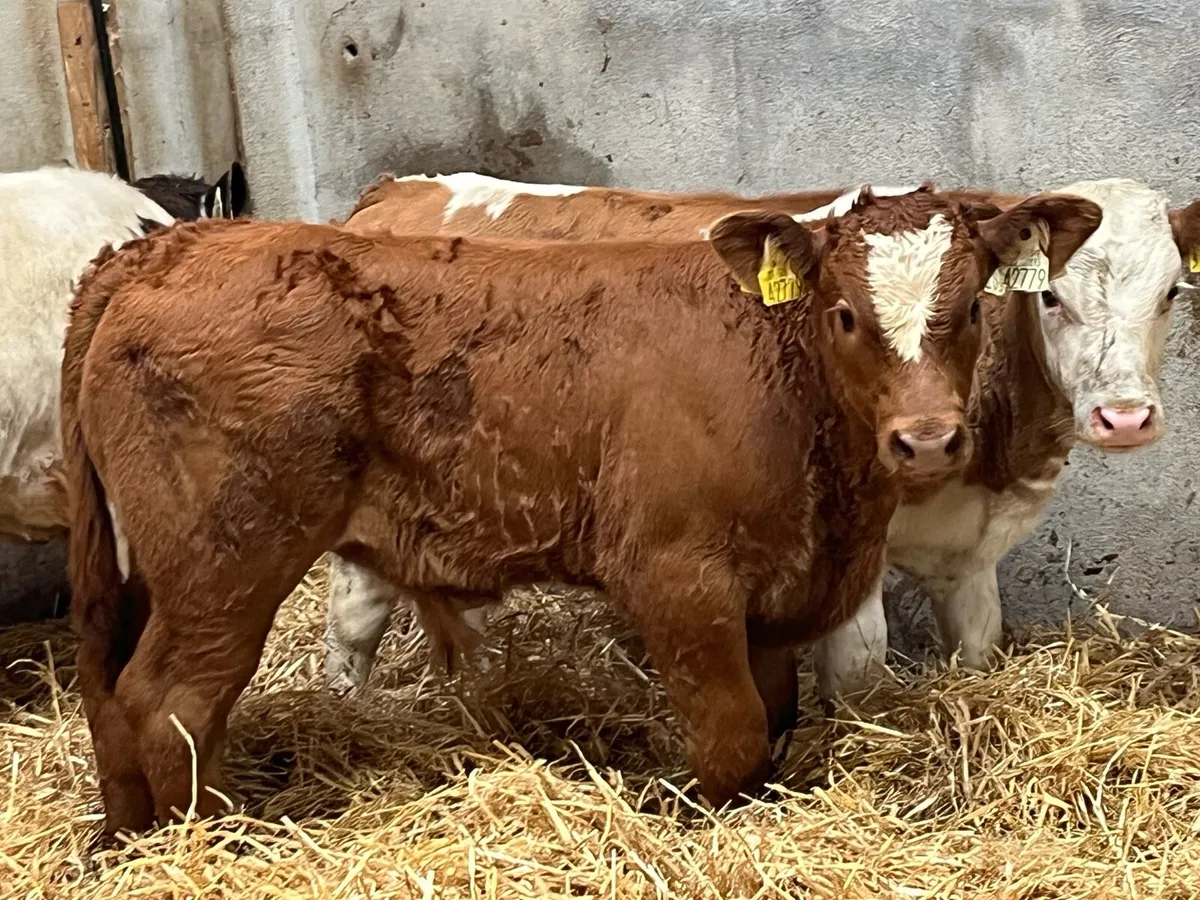 Super Runners - Bulls & Heifers - Image 2