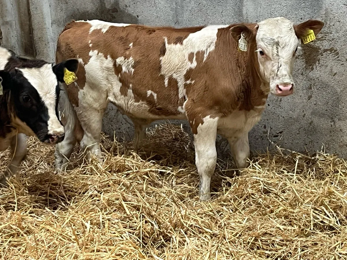 Super Runners - Bulls & Heifers - Image 3