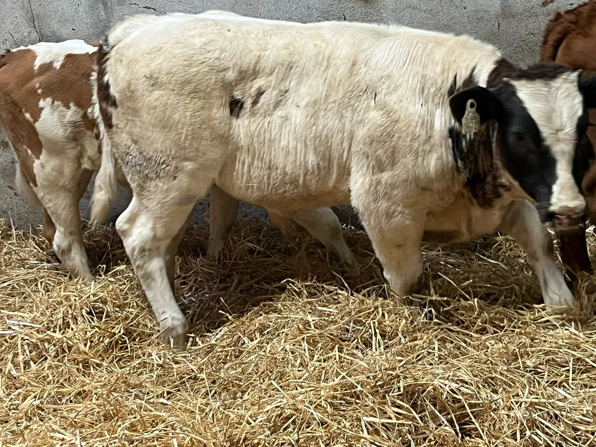 Super Runners - Bulls & Heifers - Image 4