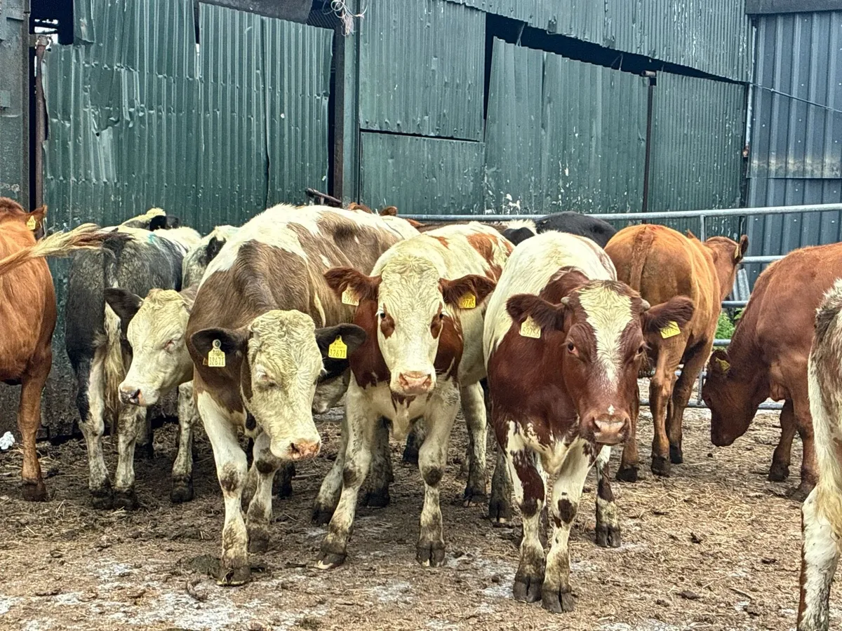 14 continental bullocks for sale - Image 1