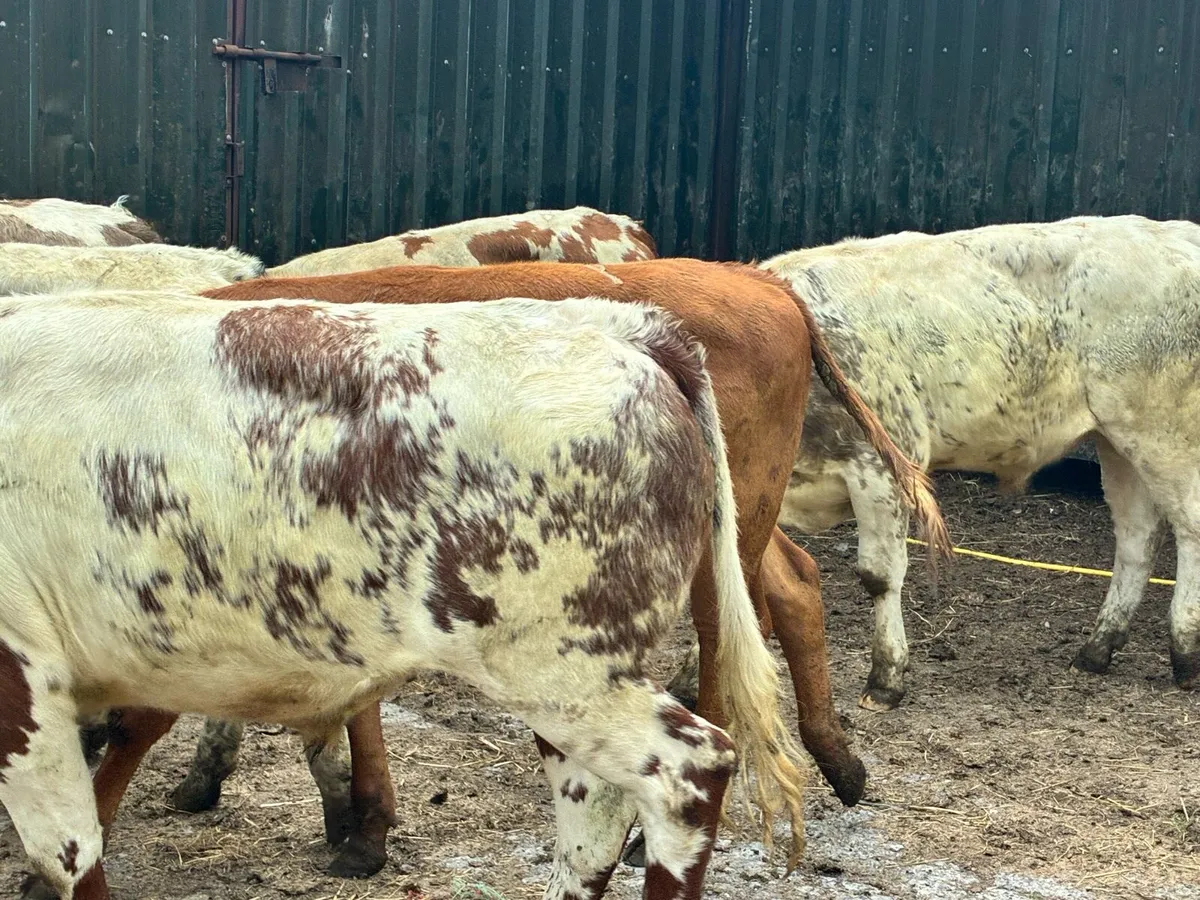 14 continental bullocks for sale - Image 2