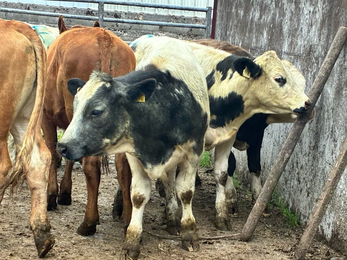 14 continental bullocks for sale - Image 3
