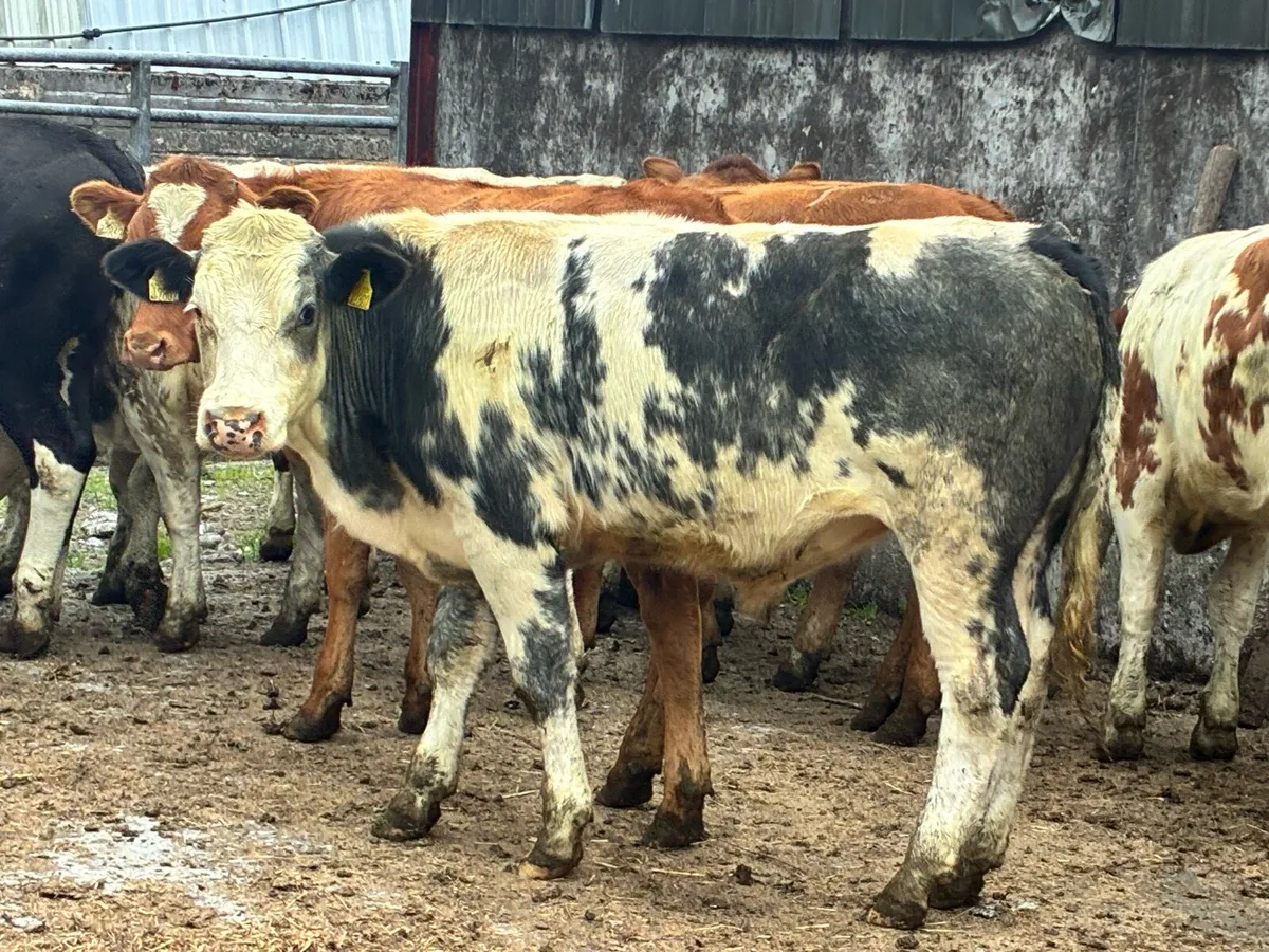 14 continental bullocks for sale - Image 4