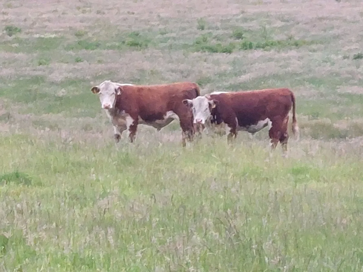 Bulls - Image 2