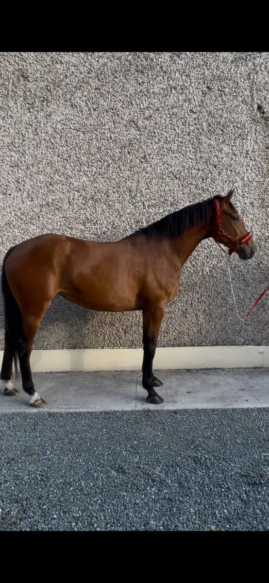ISH mare - Image 1