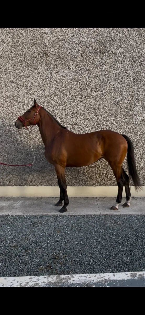 ISH mare - Image 4