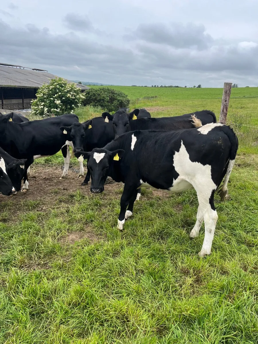 Livestock - Image 2