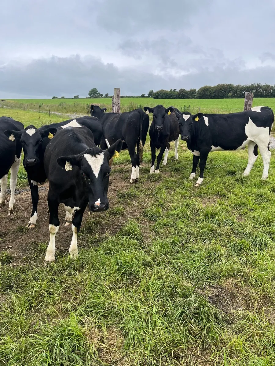 Livestock - Image 1