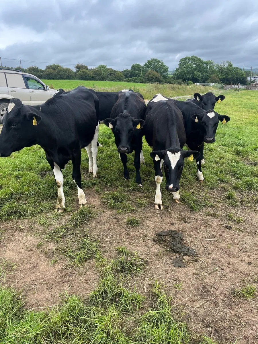 Livestock - Image 4
