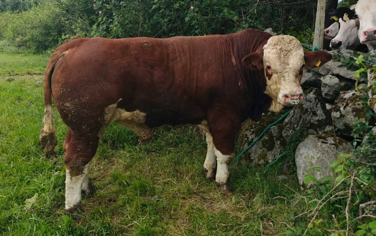 Simmental Bull - Image 1