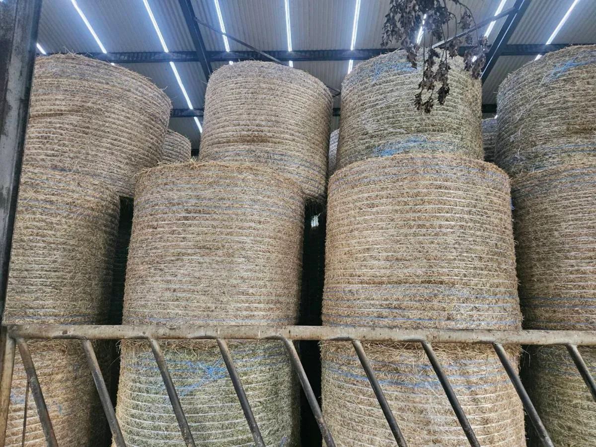 Hay for sale - Image 2