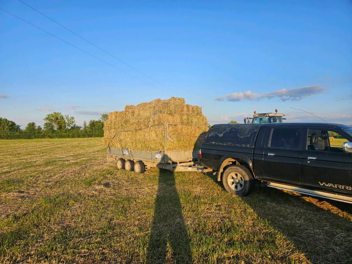 Hay for sale - Image 3