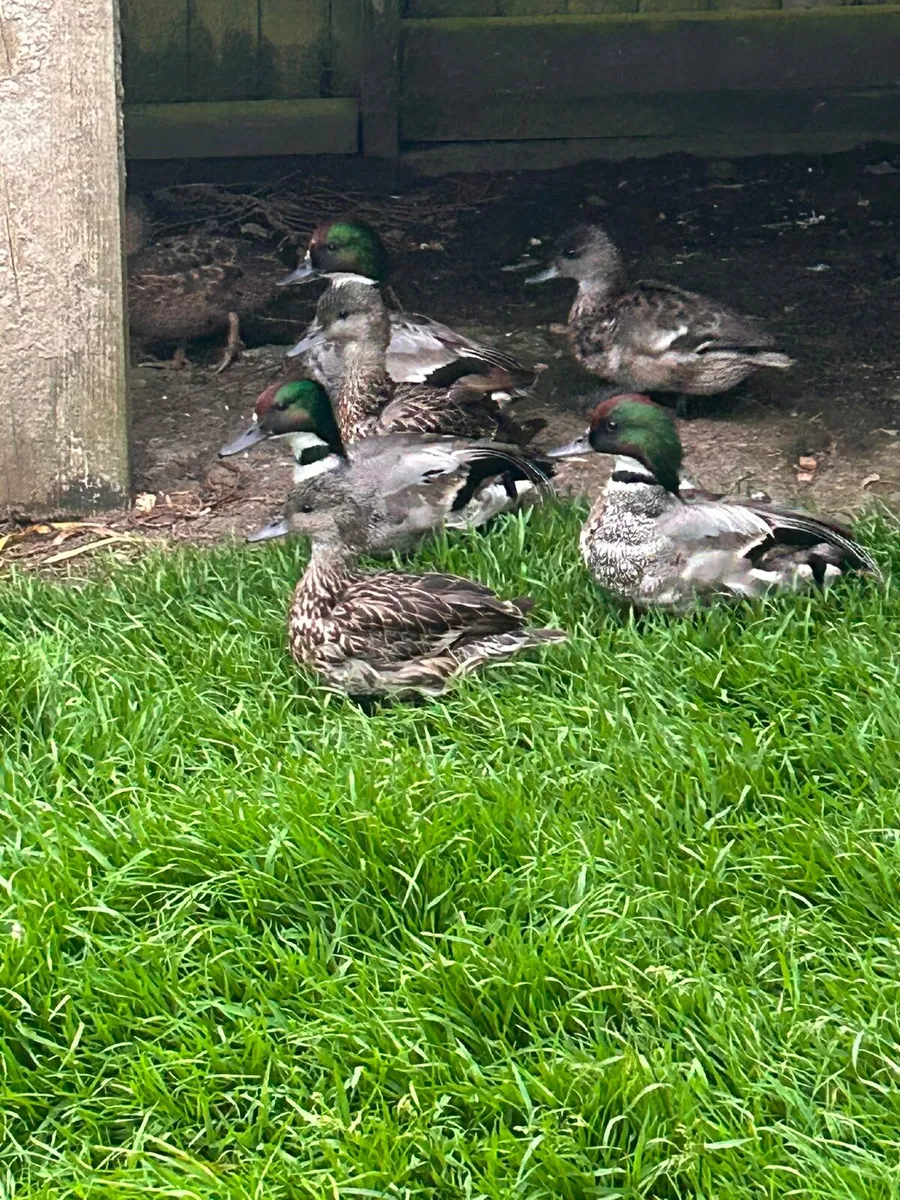 Ornamental waterfowl - Image 1