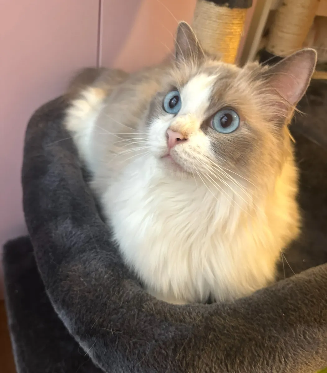 Ragdoll - Image 1