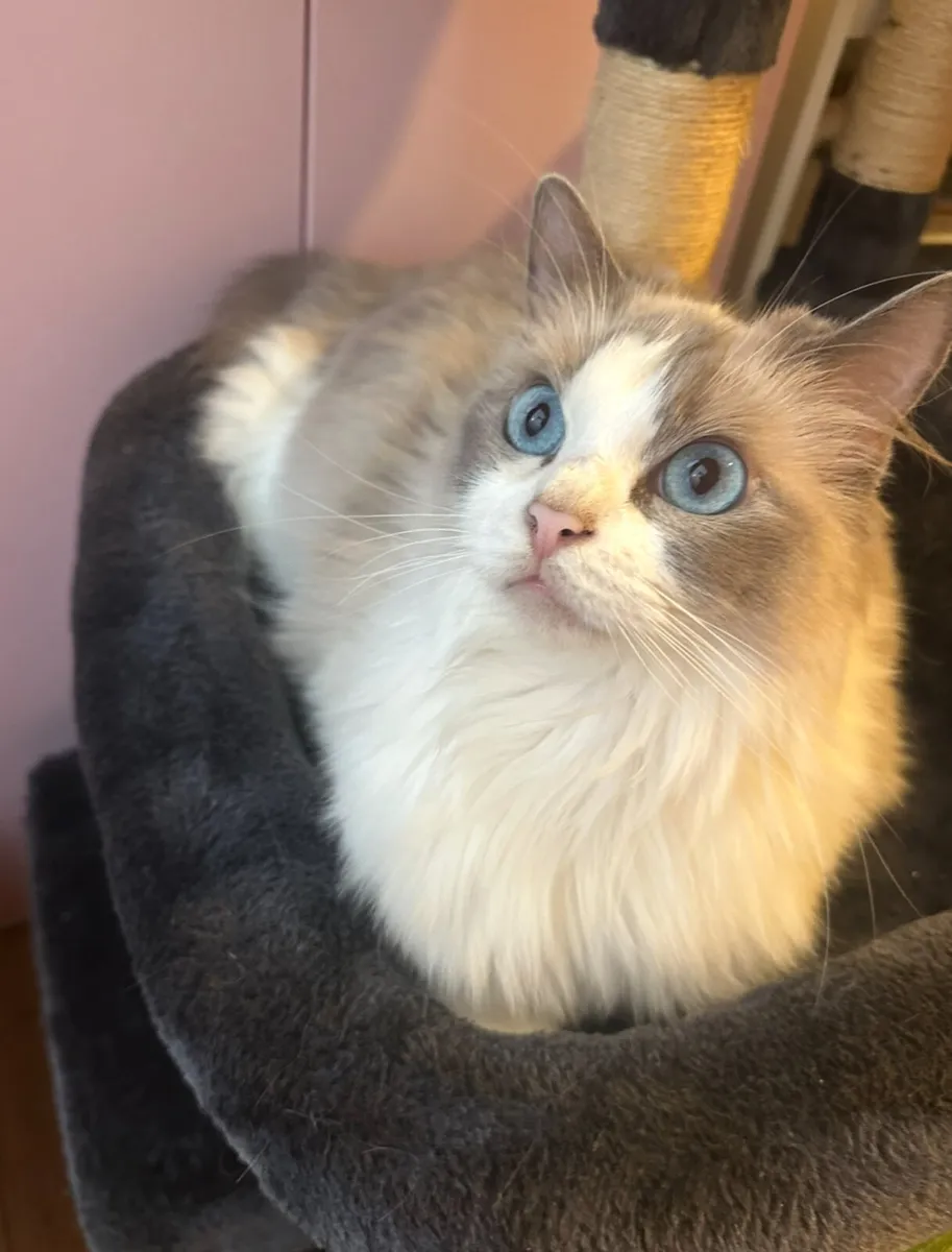 Ragdoll - Image 2