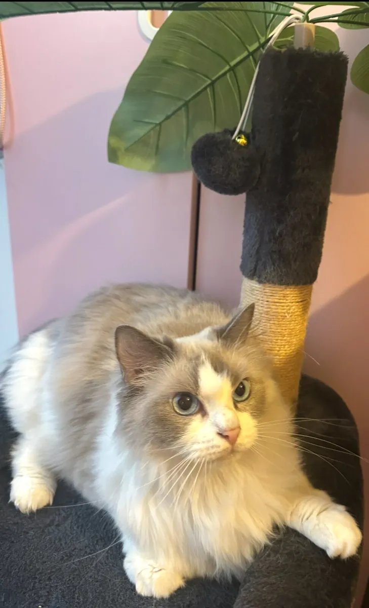 Ragdoll - Image 3