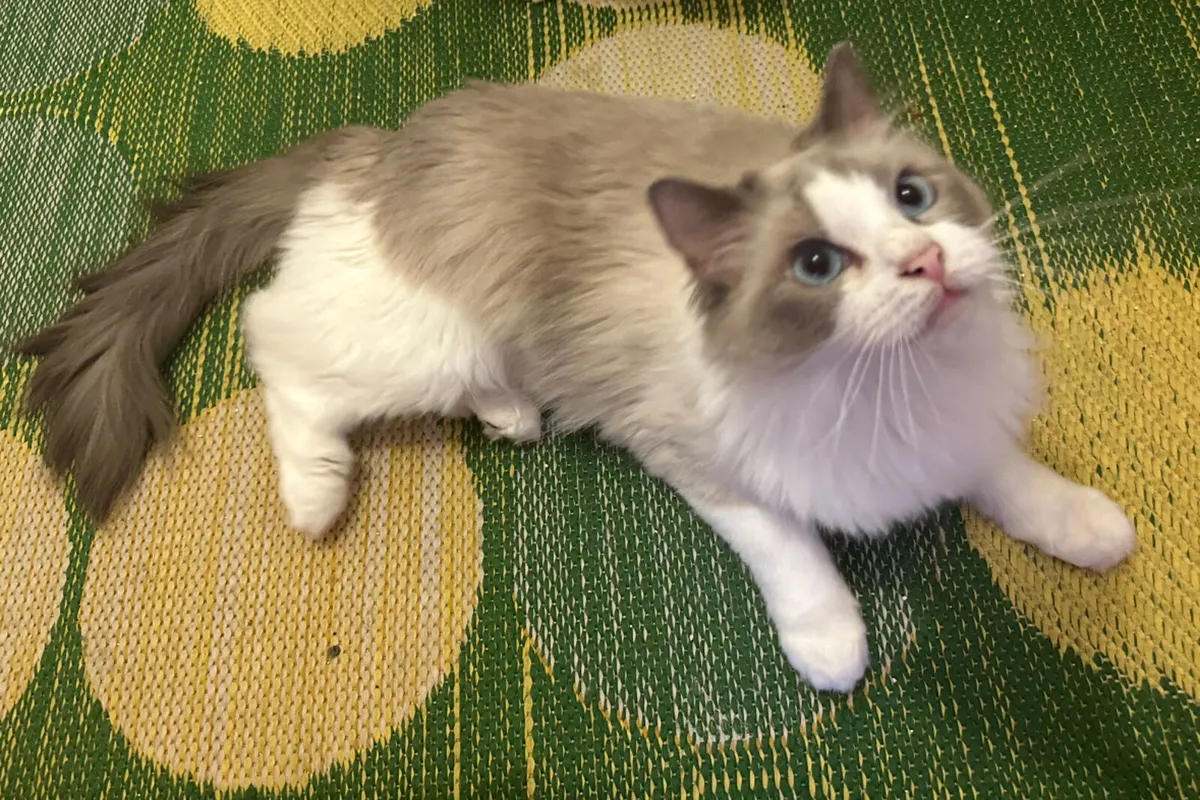 Ragdoll - Image 4