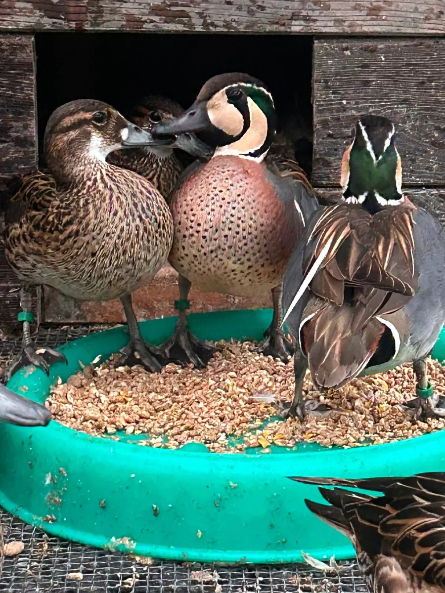 Ornamental waterfowl - Image 3