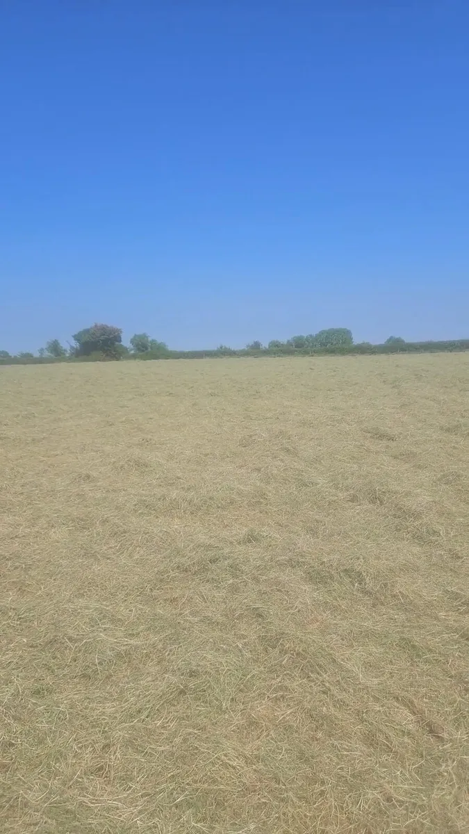 Hay for sale - Image 1