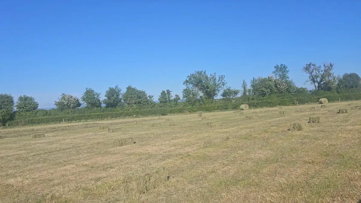Hay for sale - Image 4