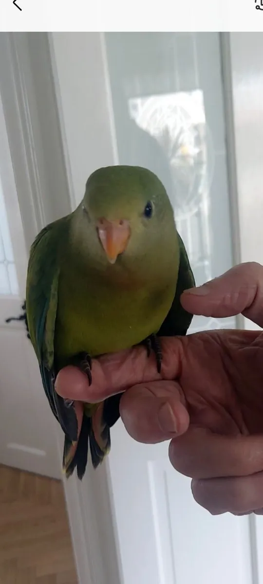 Hand reared baraband - Image 2