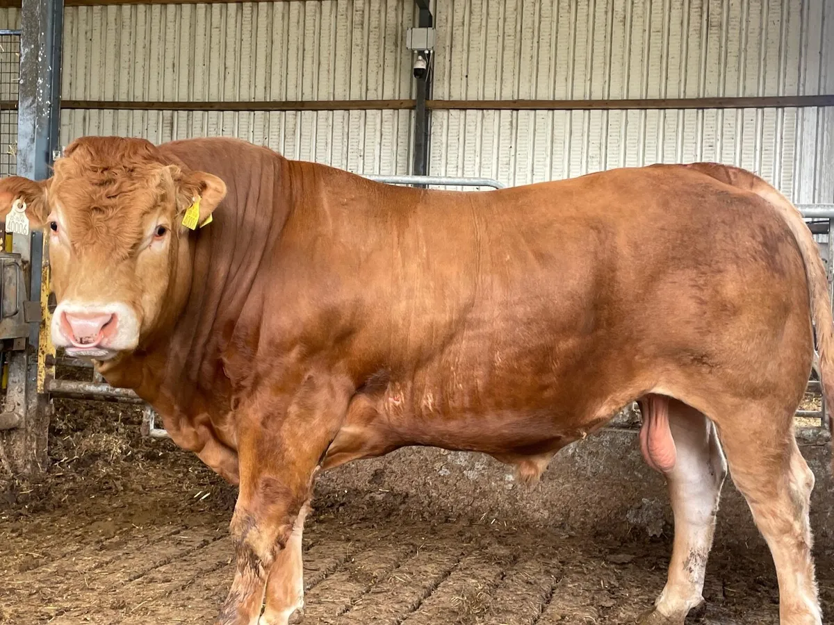 Purebred Limousine Bull