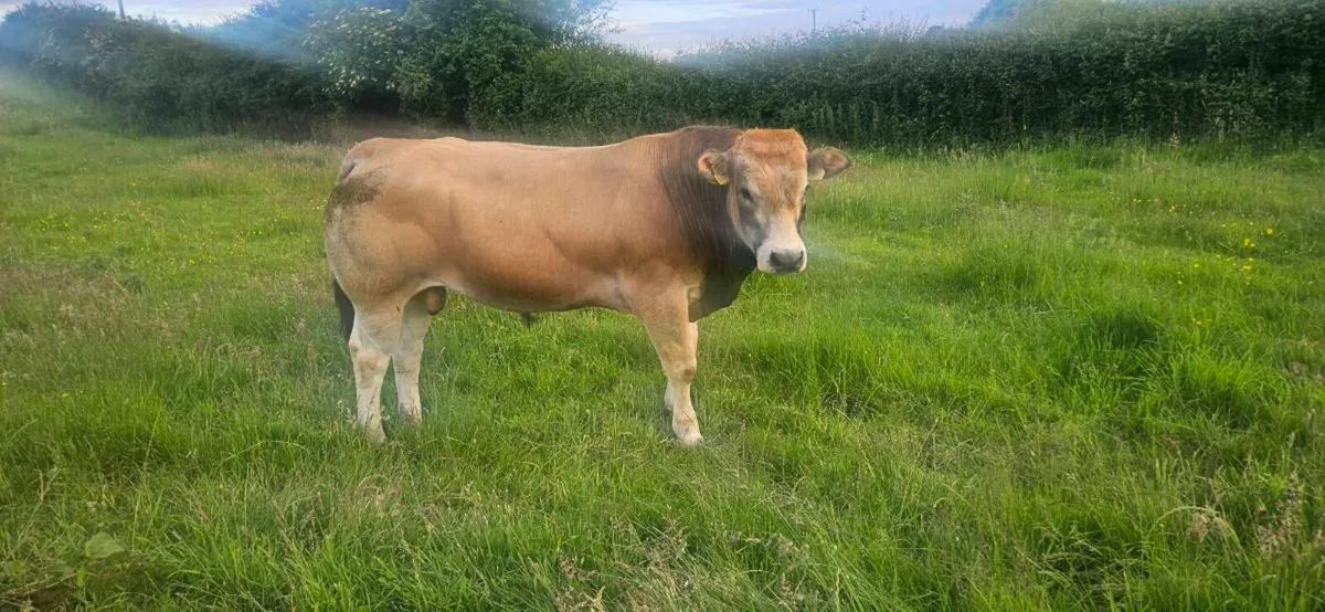 Parthenaise bull - Image 1