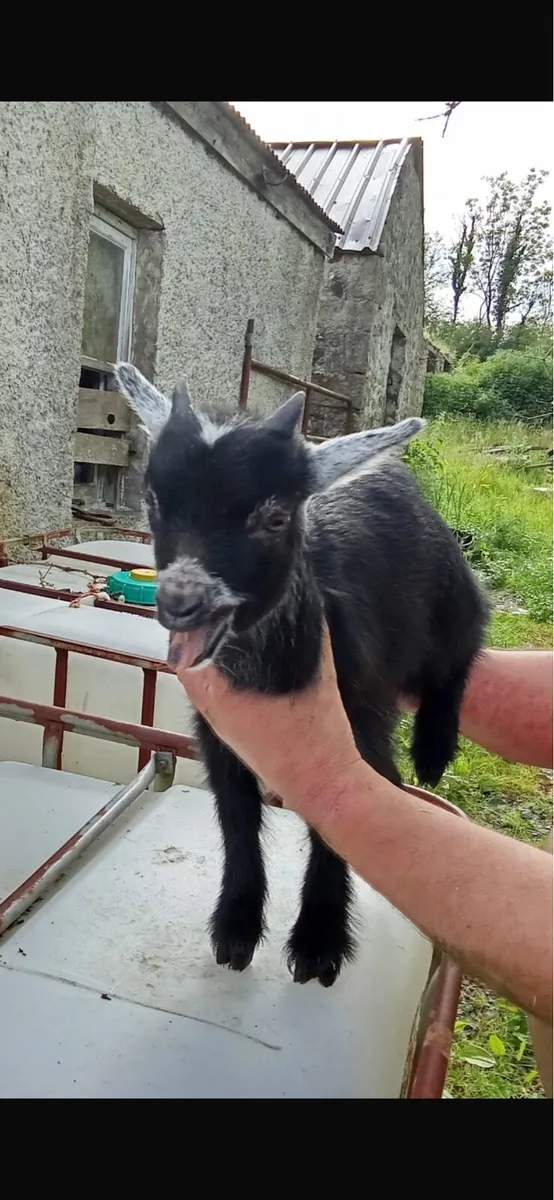 Male Pygmy goats - Image 1