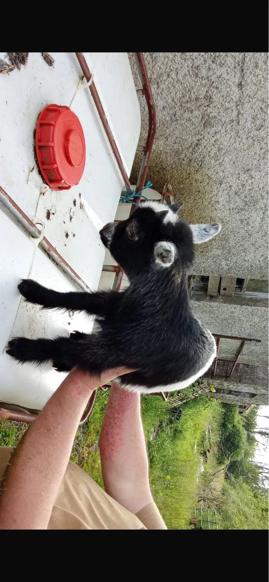 Male Pygmy goats - Image 2