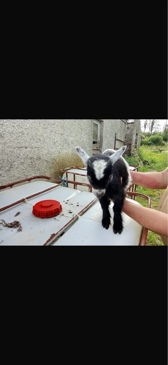 Male Pygmy goats - Image 3