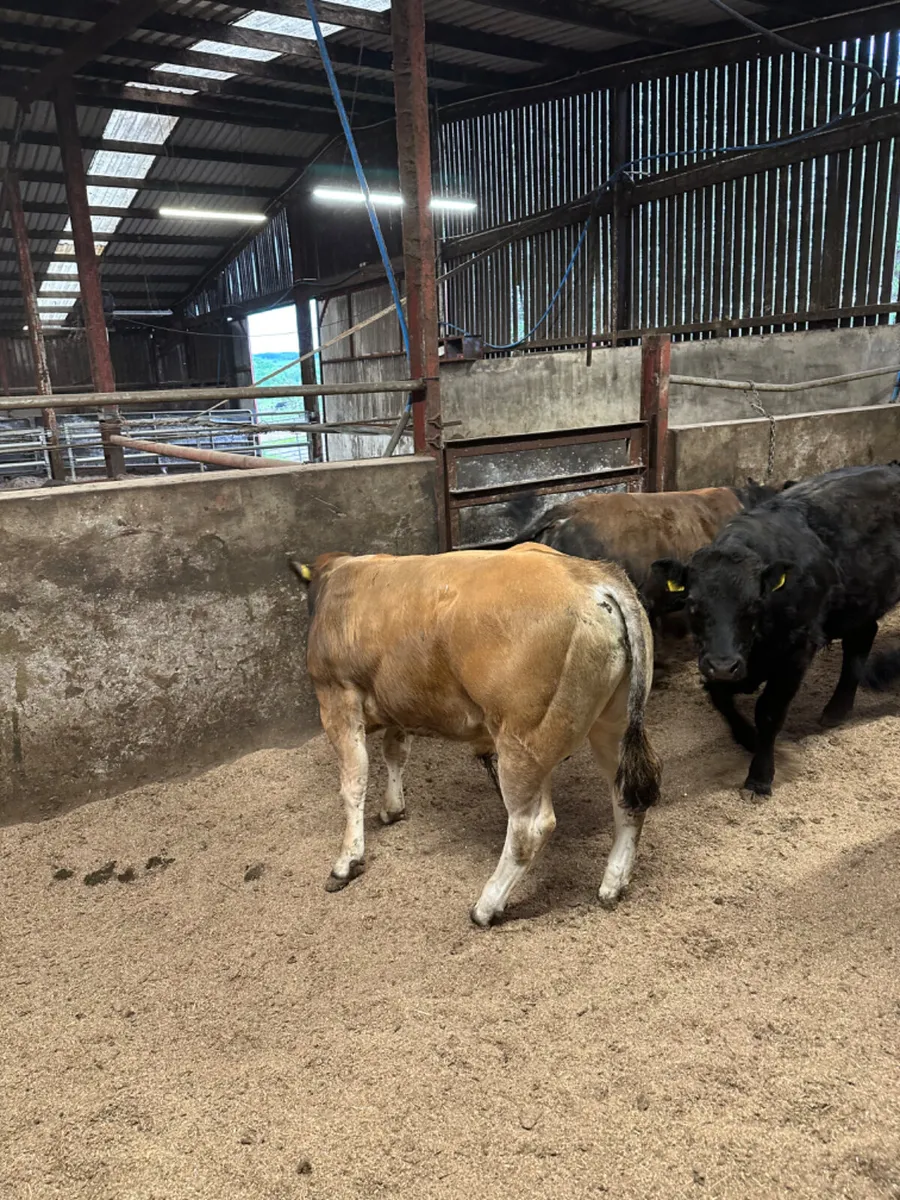 Lim char and Par Bulls - Image 2