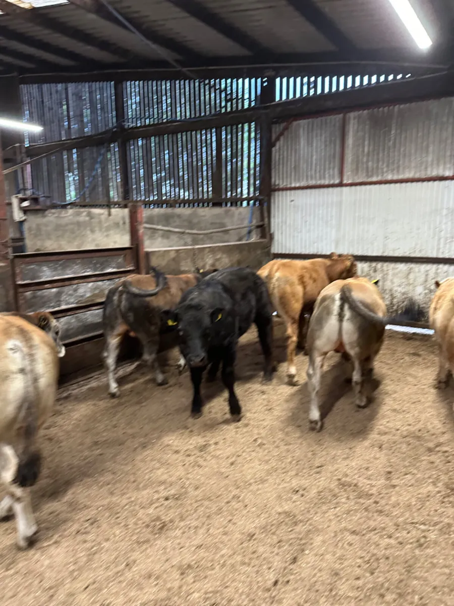 Lim char and Par Bulls - Image 4