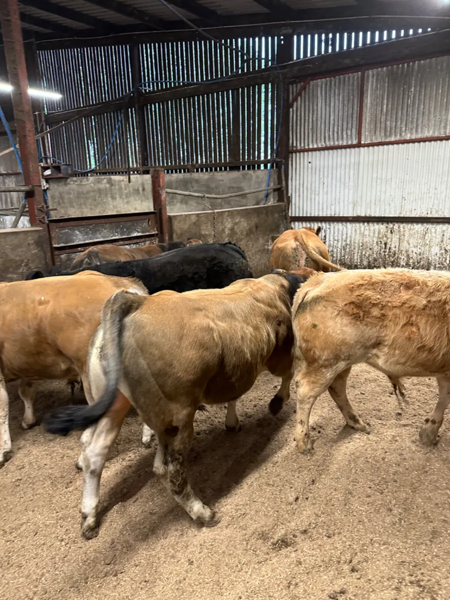 Lim char and Par Bulls - Image 3
