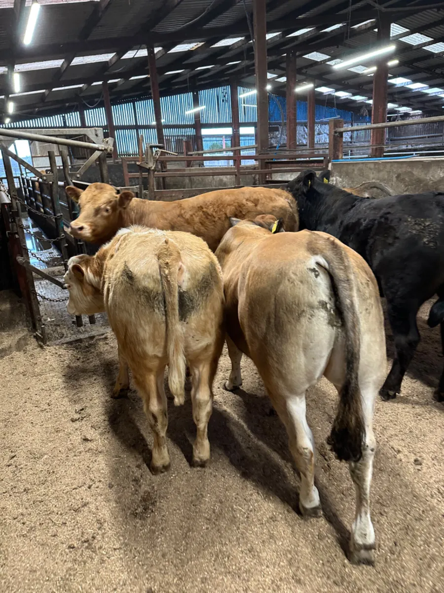 Lim char and Par Bulls - Image 1