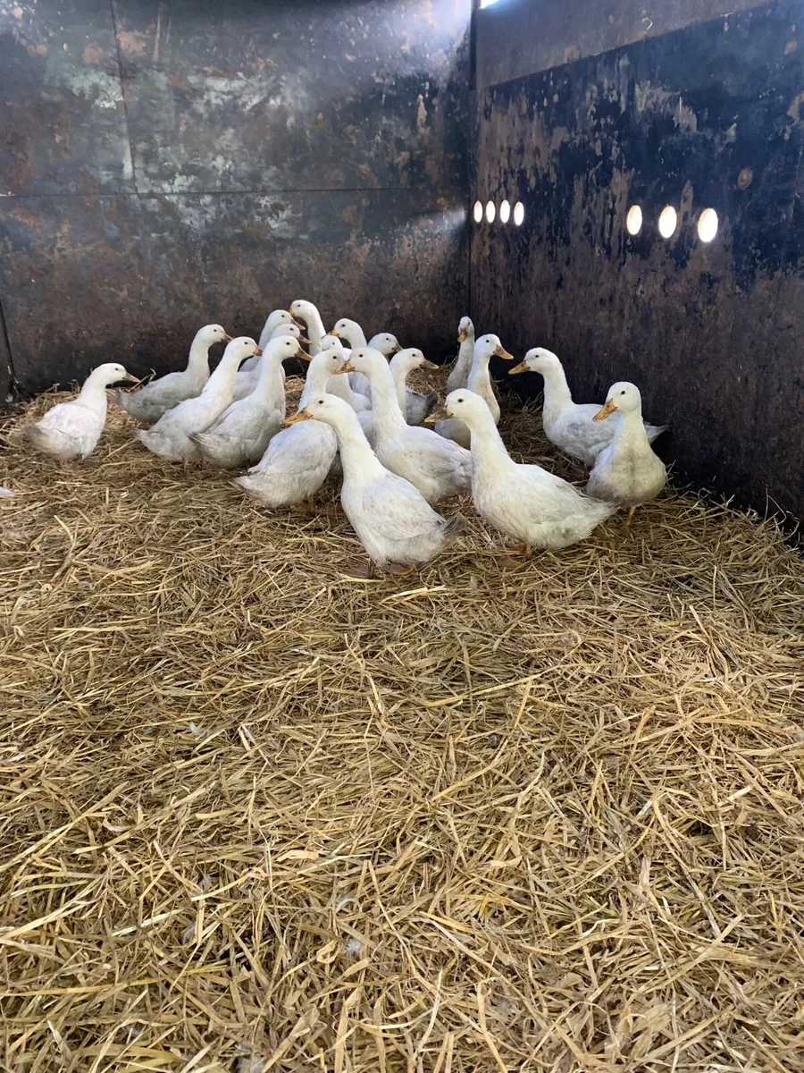 Free range ducks - Image 2