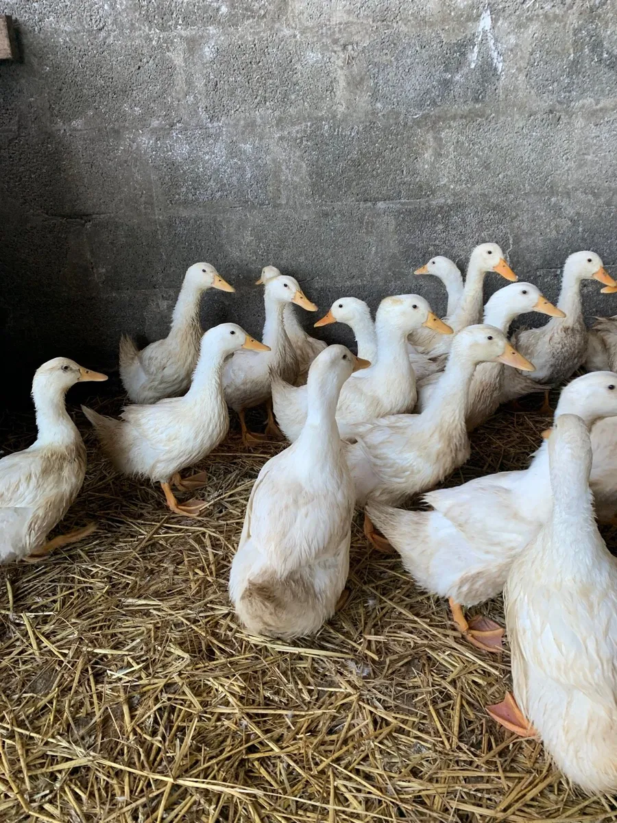 Free range ducks - Image 1